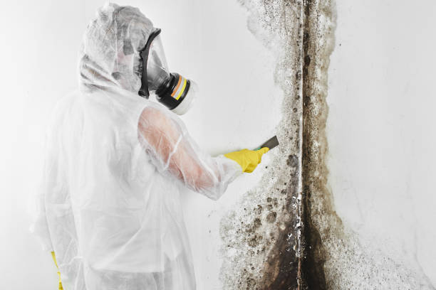 Best Post-Flood Mold Remediation in Lake Holiday, IL