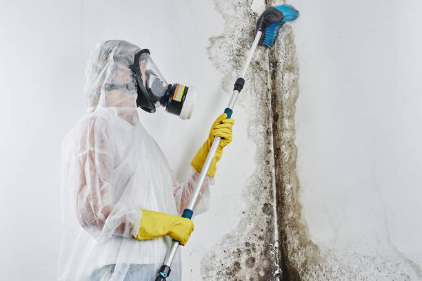 Best Crawl Space Mold Remediation in Lake Holiday, IL