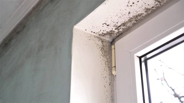 Best Attic Mold Remediation in Lake Holiday, IL