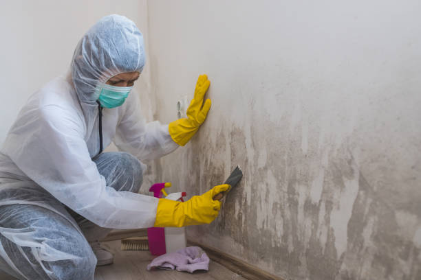 Best Emergency Mold Remediation in Lake Holiday, IL