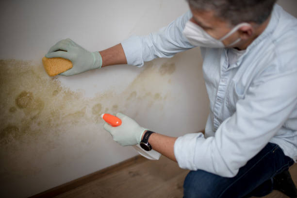 Best Black Mold Remediation in Lake Holiday, IL