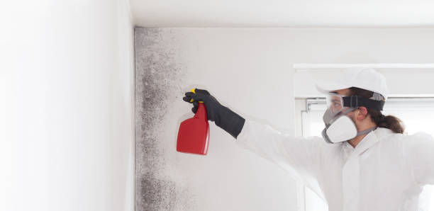 Best Industrial Mold Remediation in Lake Holiday, IL