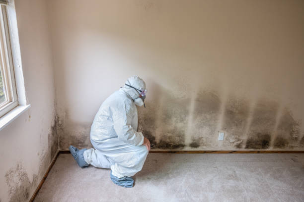 Best Residential Mold Remediation in Lake Holiday, IL