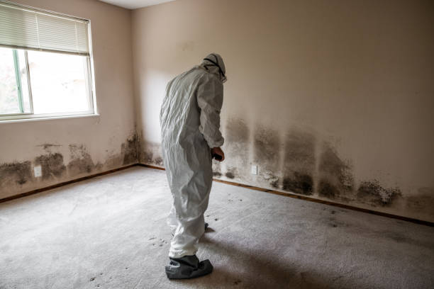 Best White Mold Remediation in Lake Holiday, IL
