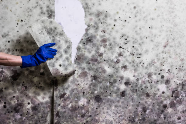 Best Commercial Mold Remediation in Lake Holiday, IL