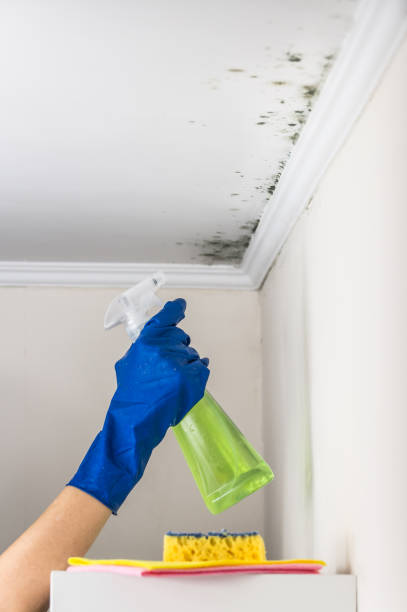 Best Post-Flood Mold Remediation in Lake Holiday, IL